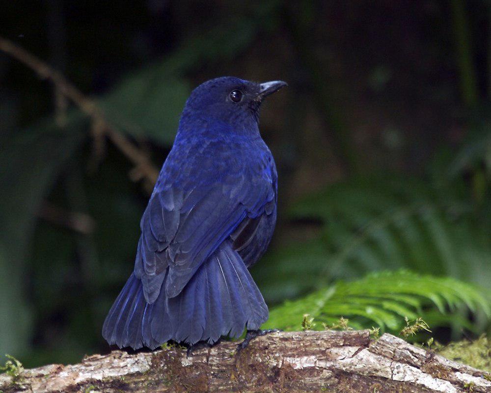 巽他啸鸫 / Javan Whistling Thrush / Myophonus glaucinus