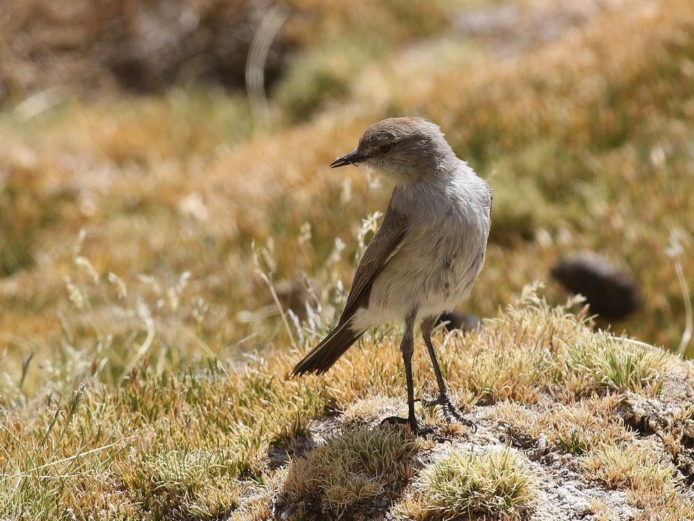 高山地霸鹟 / Puna Ground Tyrant / Muscisaxicola juninensis