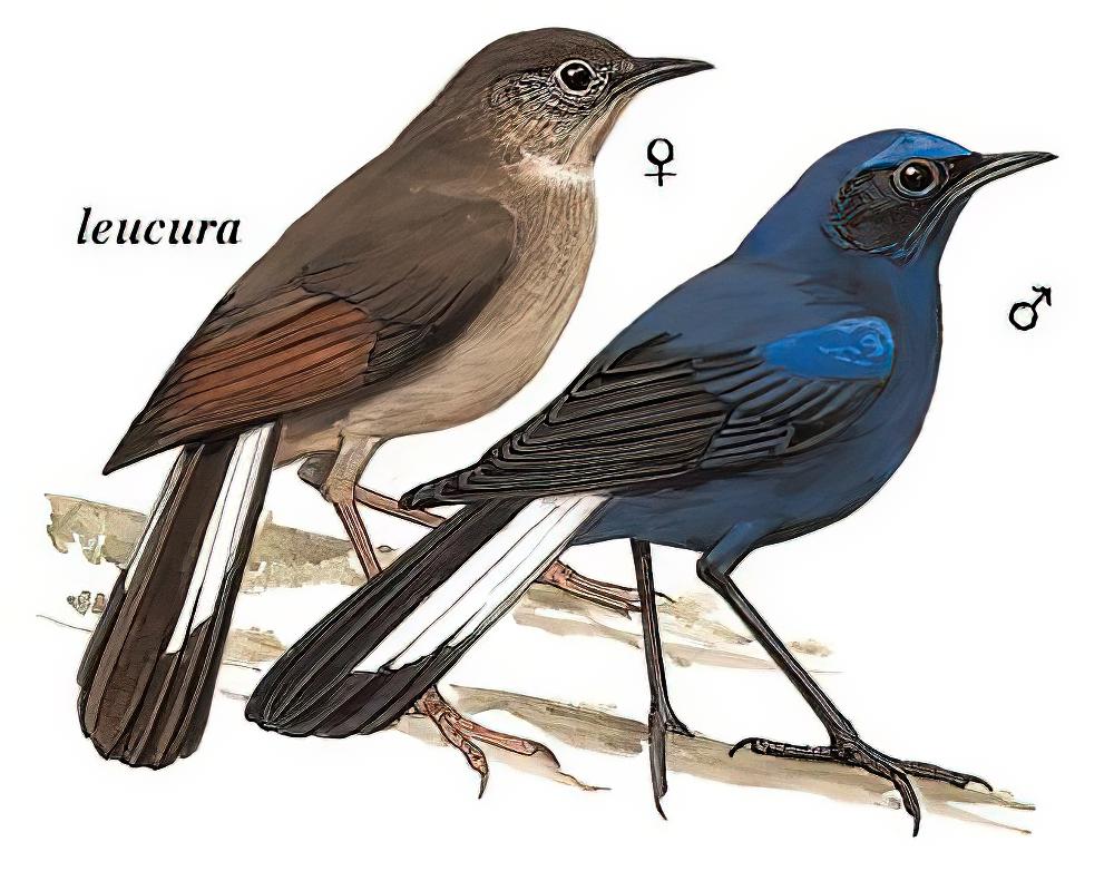 白尾蓝地鸲 / White-tailed Robin / Myiomela leucura