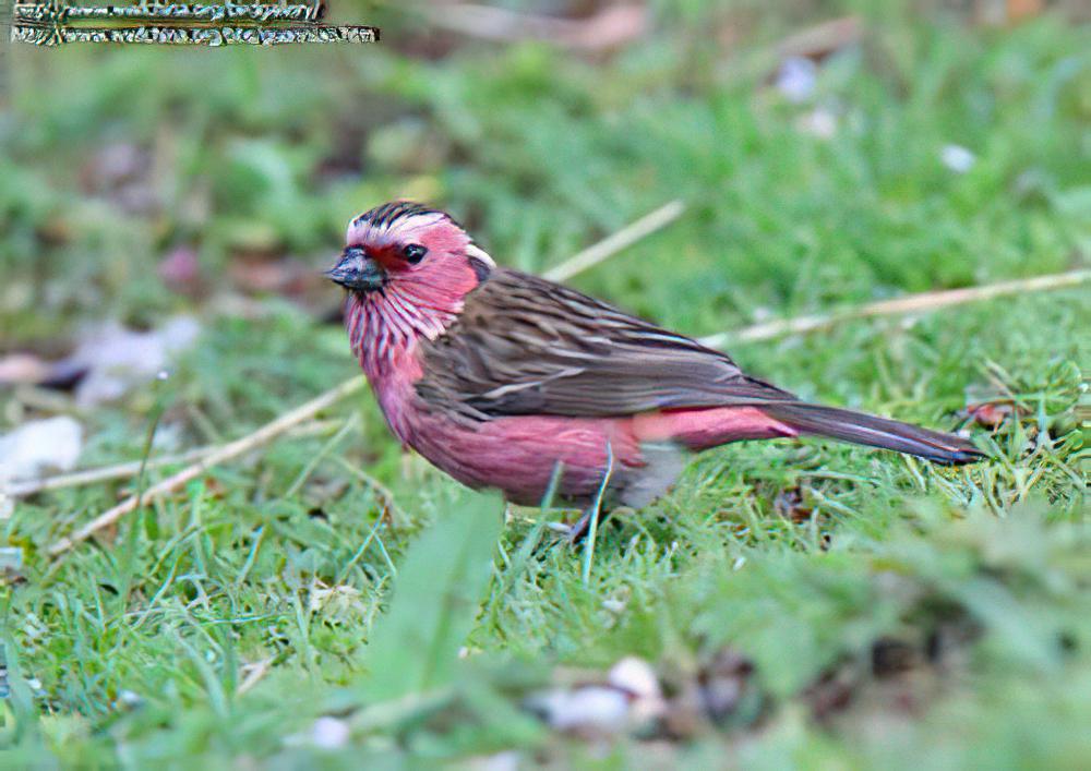 白眉朱雀 / Chinese White-browed Rosefinch / Carpodacus dubius