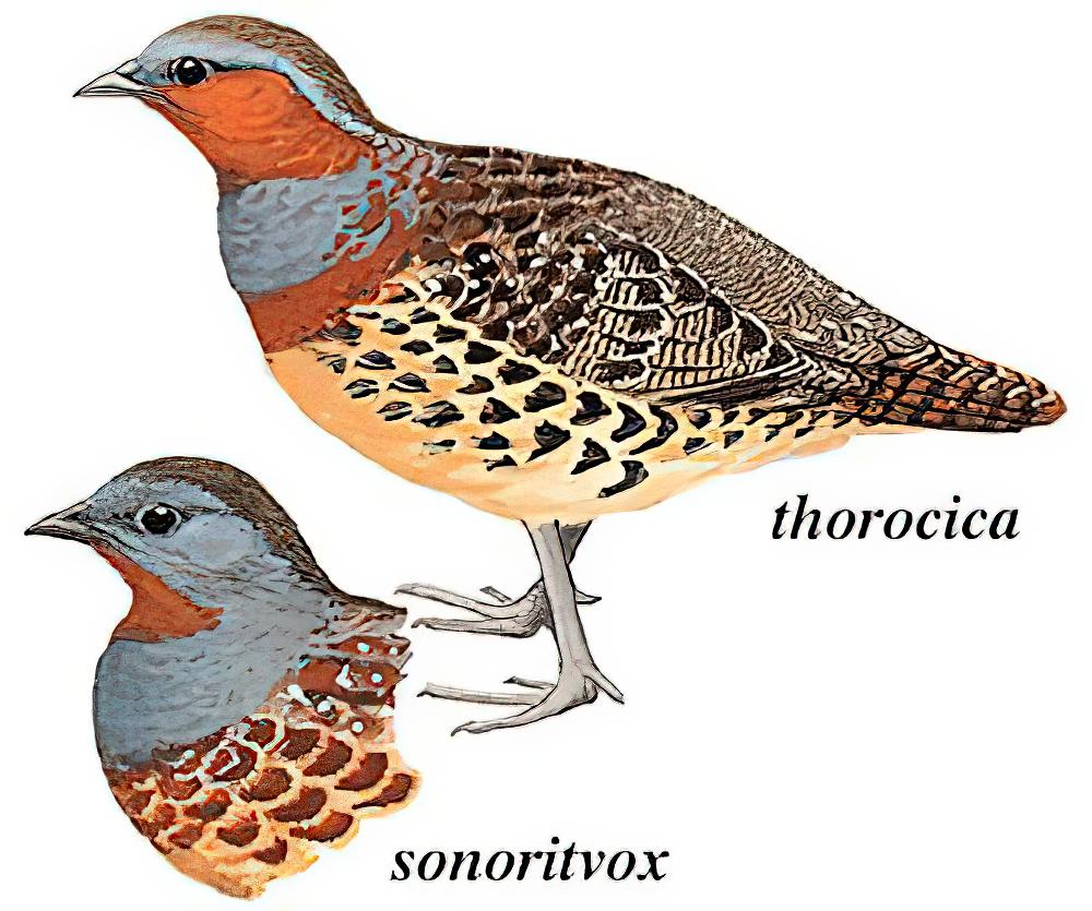 台湾竹鸡 / Taiwan Bamboo Partridge / Bambusicola sonorivox