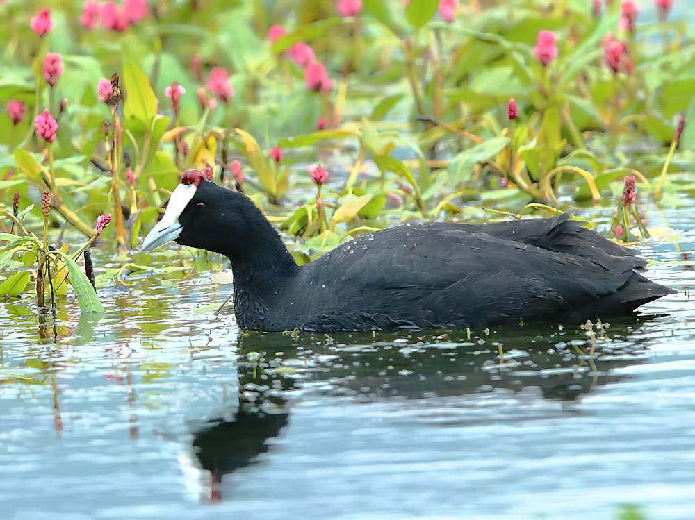 红瘤白骨顶 / Red-knobbed Coot / Fulica cristata