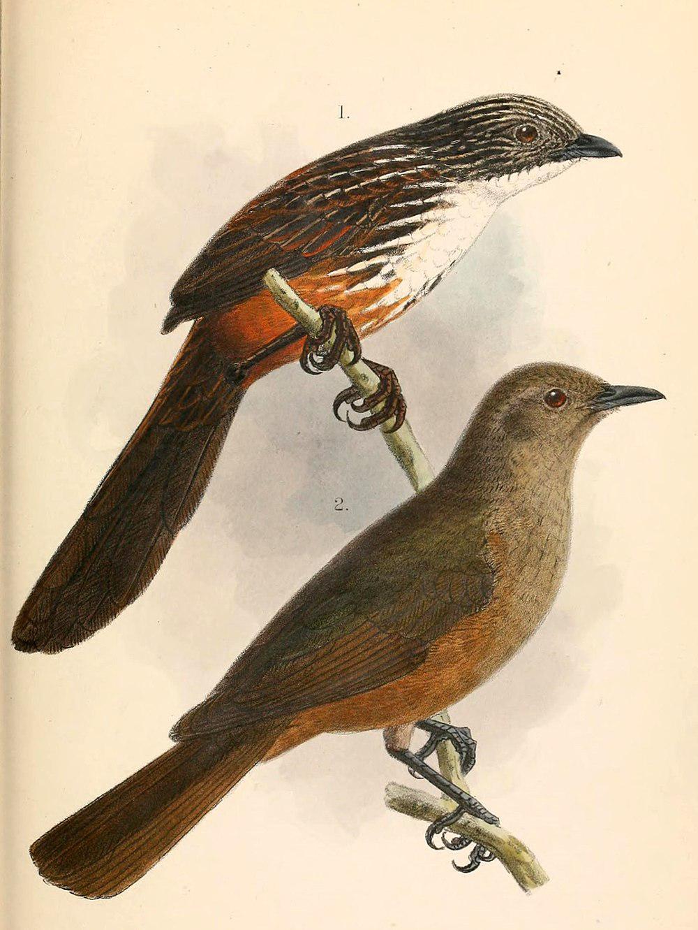 褐胸鵙鹟 / Sandstone Shrikethrush / Colluricincla woodwardi