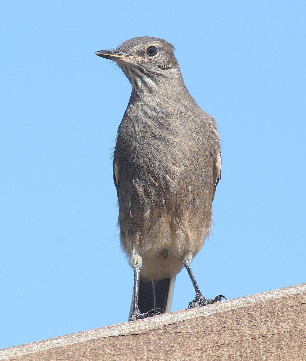 小鵙霸鹟 / Lesser Shrike-Tyrant / Agriornis murinus