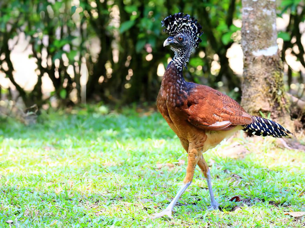 大凤冠雉 / Great Curassow / Crax rubra