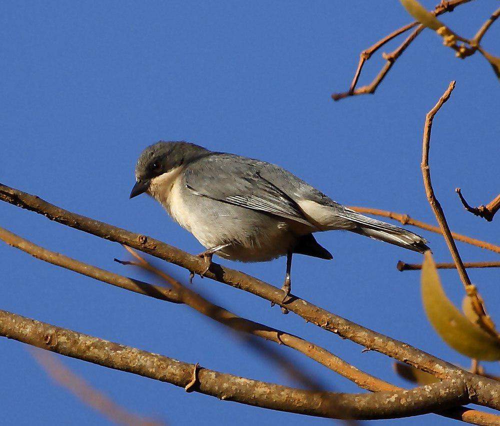 灰白歌鹀 / Cinereous Warbling Finch / Microspingus cinereus