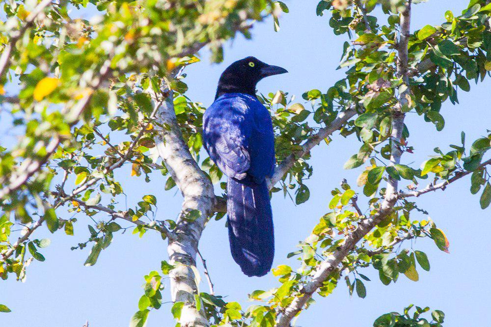 紫背冠鸦 / Purplish-backed Jay / Cyanocorax beecheii