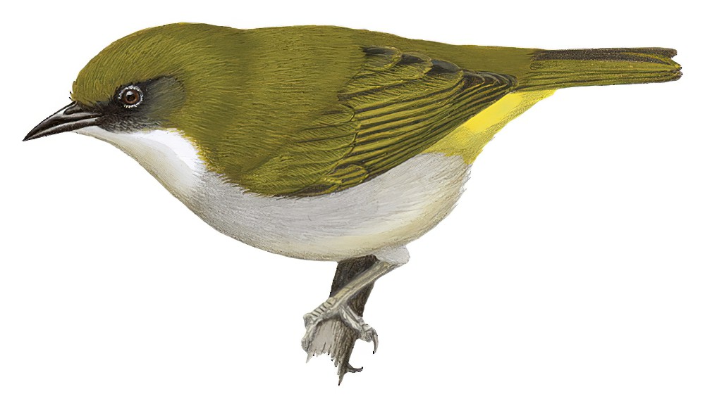 比阿绣眼鸟 / Biak White-eye / Zosterops mysorensis