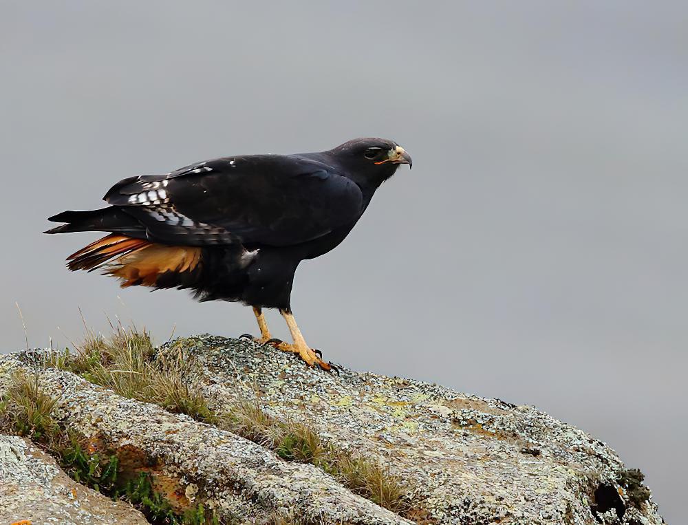 棕鵟 / Augur Buzzard / Buteo augur