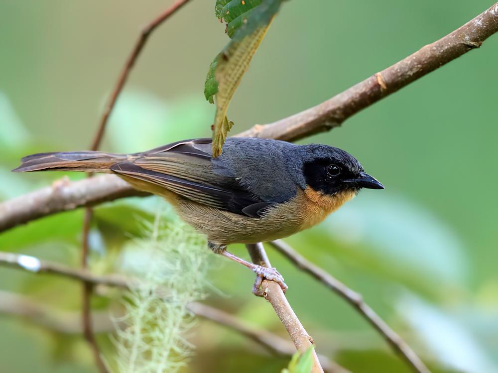 黑耳拟雀 / Black-eared Hemispingus / Sphenopsis melanotis