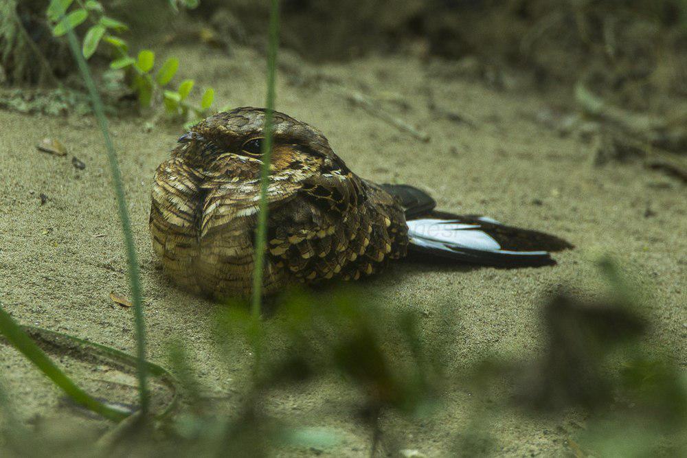 黄领夜鹰 / Buff-collared Nightjar / Antrostomus ridgwayi