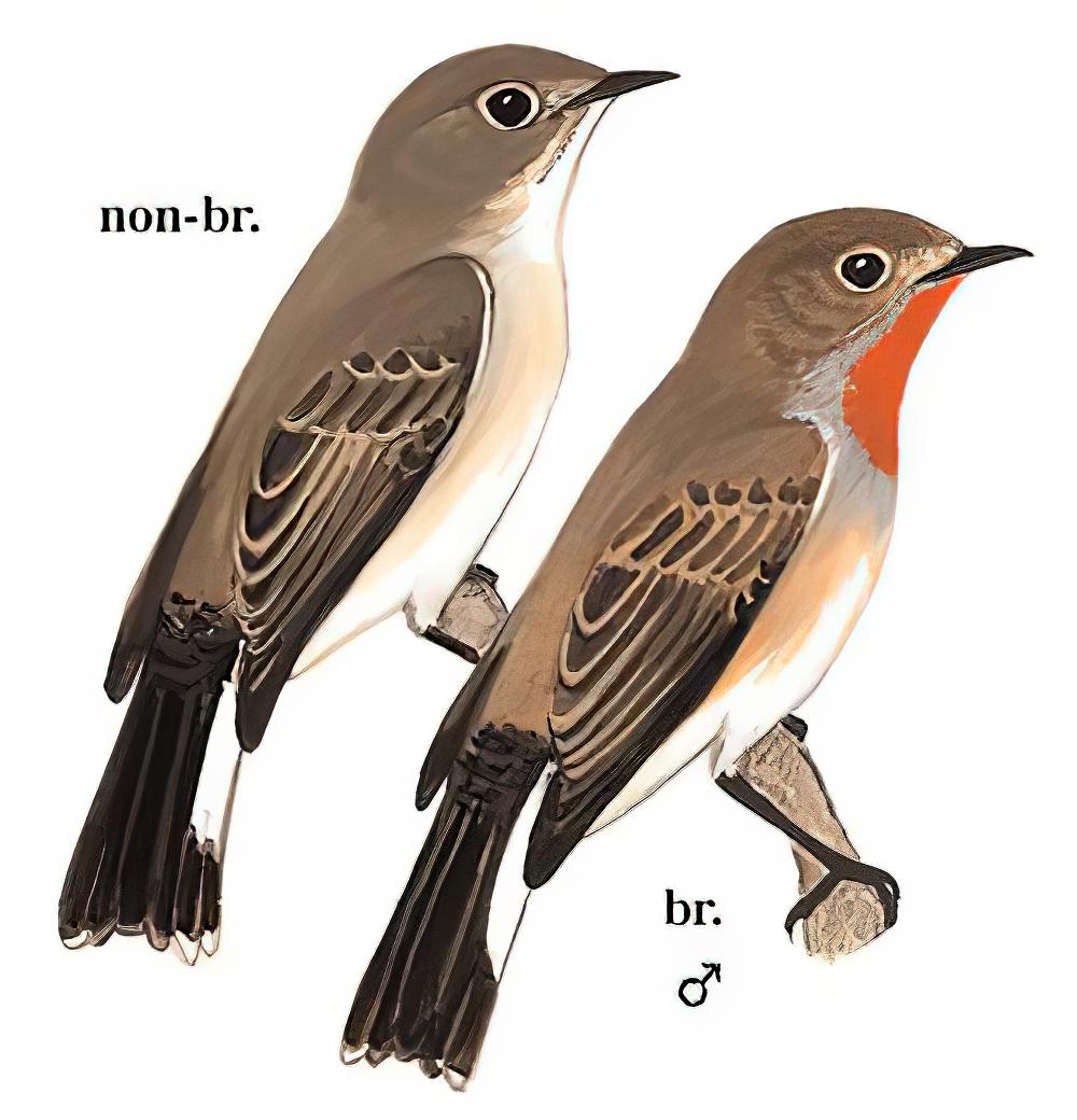 红喉姬鹟 / Taiga Flycatcher / Ficedula albicilla