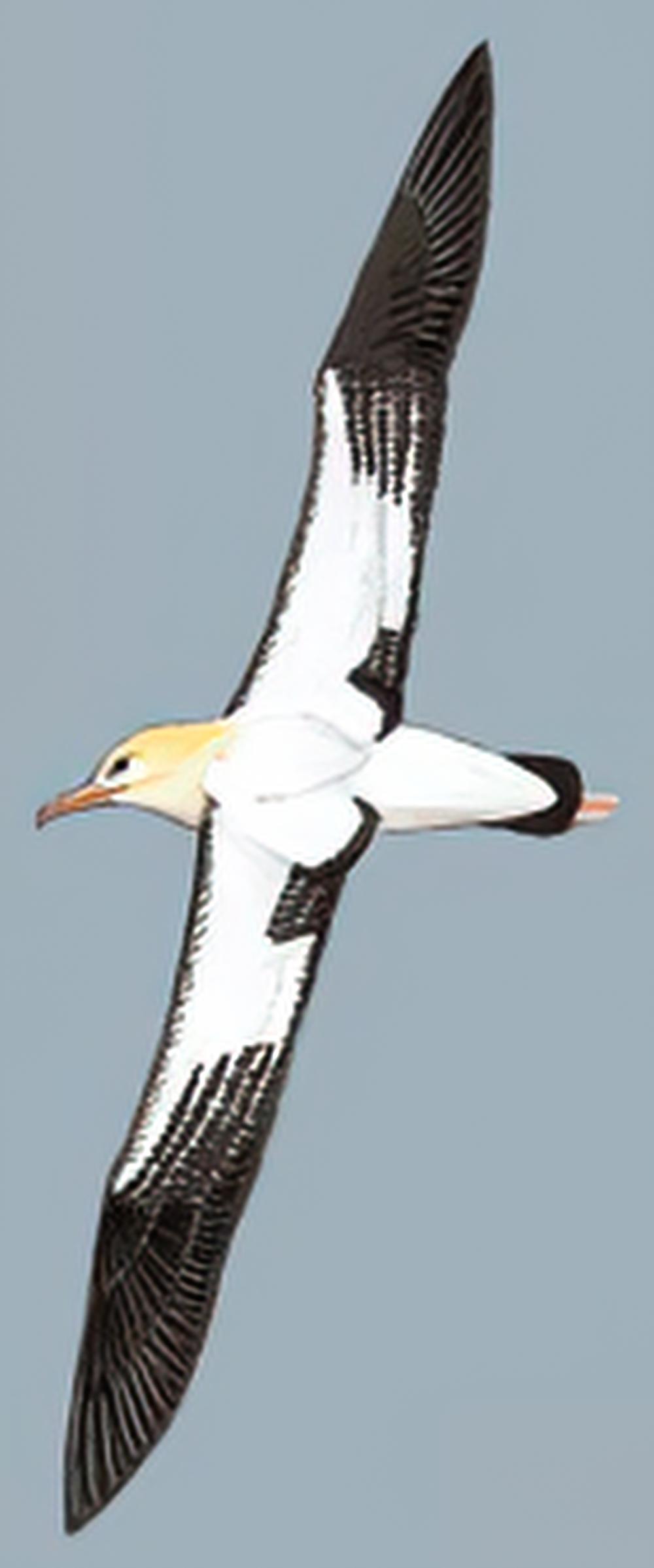 短尾信天翁 / Short-tailed Albatross / Phoebastria albatrus