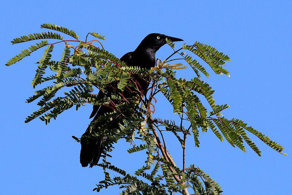 黑拟八哥 / Greater Antillean Grackle / Quiscalus niger