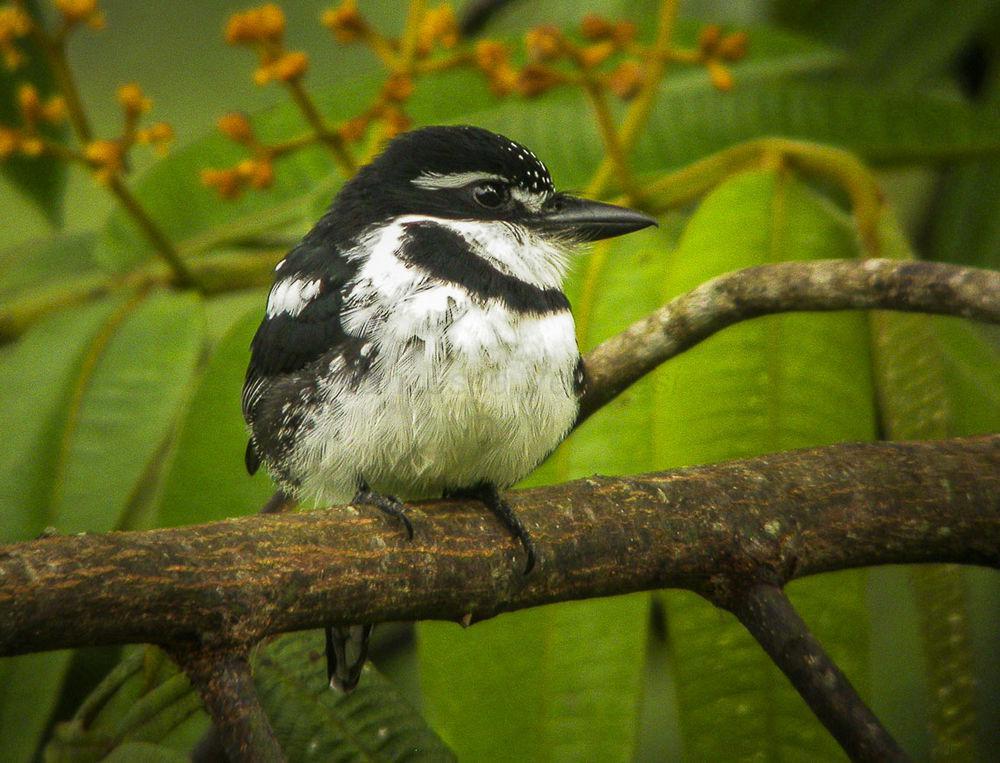 杂色蓬头䴕 / Pied Puffbird / Notharchus tectus