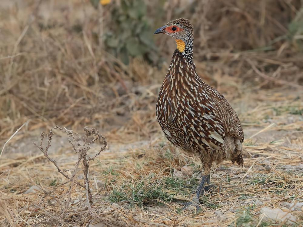 黄颈裸喉鹧鸪 / Yellow-necked Spurfowl / Pternistis leucoscepus