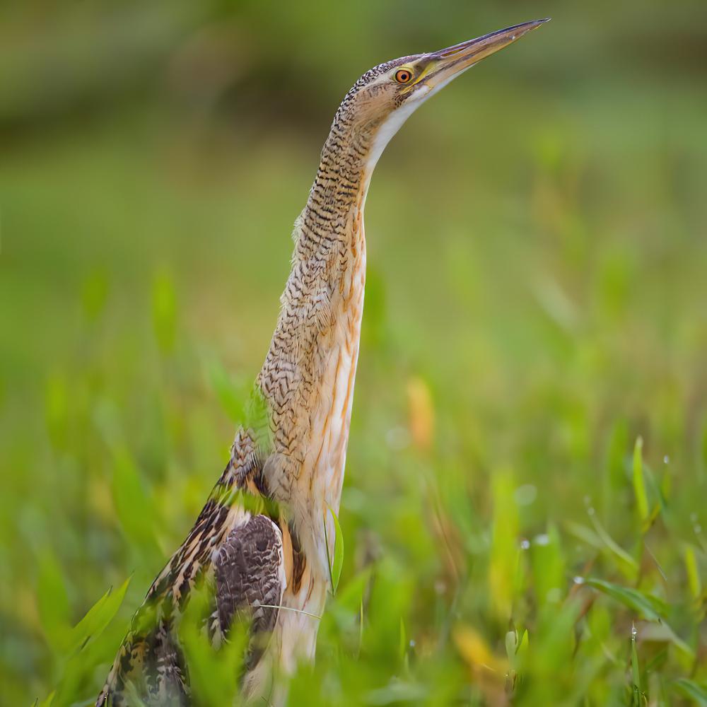 大嘴麻鳽 / Pinnated Bittern / Botaurus pinnatus