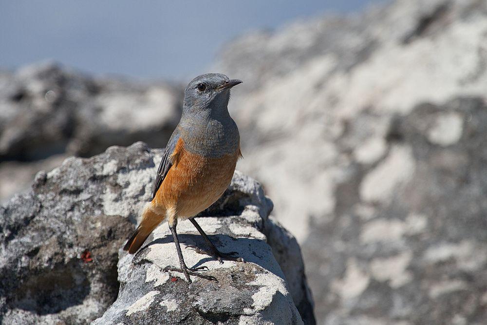 哨声矶鸫 / Sentinel Rock Thrush / Monticola explorator