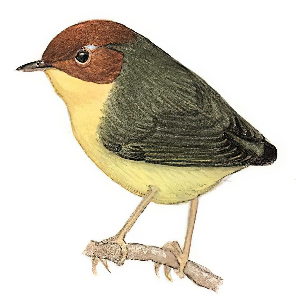 栗头地莺 / Chestnut-headed Tesia / Cettia castaneocoronata