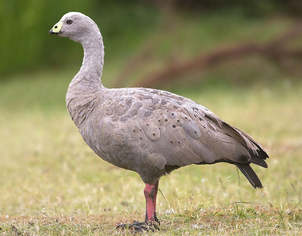 澳洲灰雁 / Cape Barren Goose / Cereopsis novaehollandiae