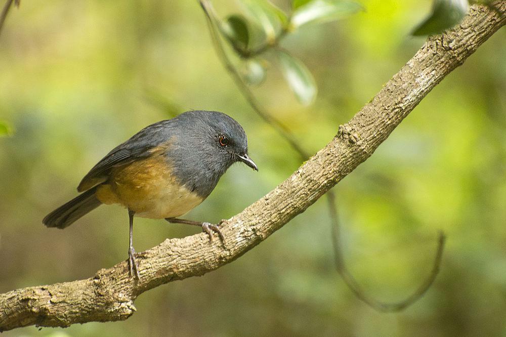 尼尔吉里短翅鸫 / Nilgiri Blue Robin / Sholicola major