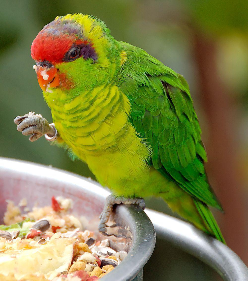 五彩鹦鹉 / Iris Lorikeet / Psitteuteles iris