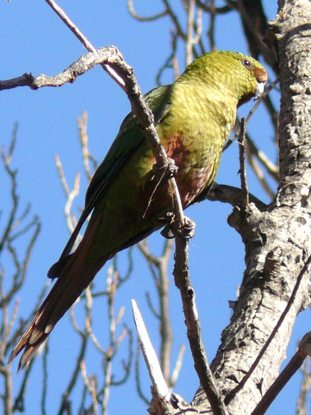 南鹦哥 / Austral Parakeet / Enicognathus ferrugineus