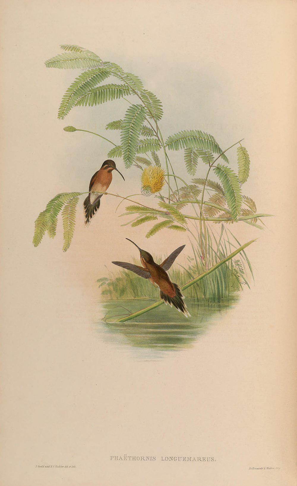 小隐蜂鸟 / Little Hermit / Phaethornis longuemareus