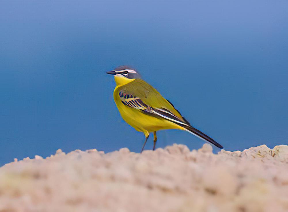 西黄鹡鸰 / Western Yellow Wagtail / Motacilla flava