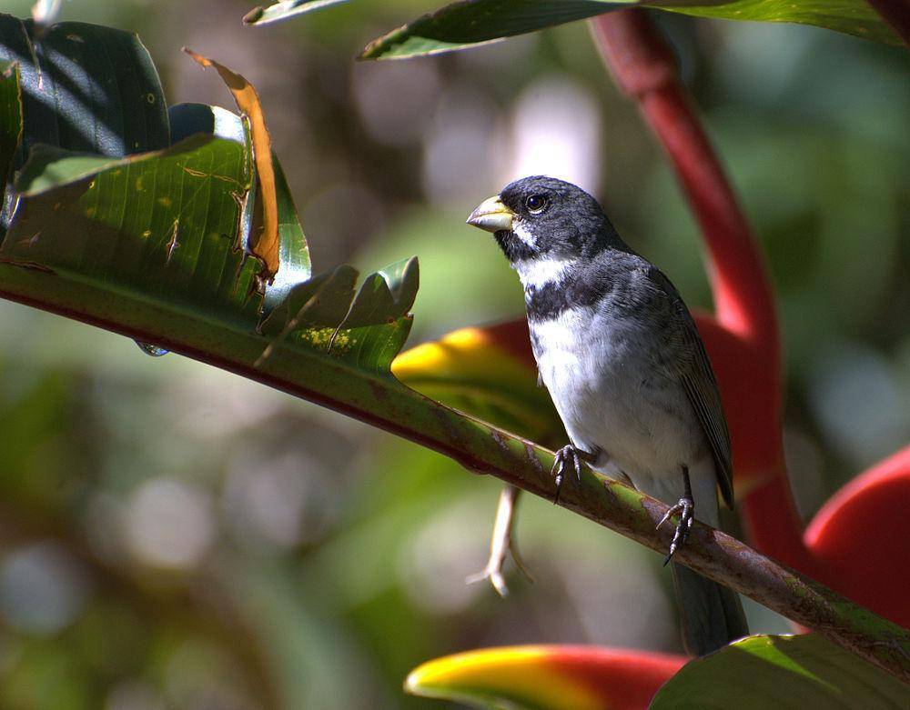 双领食籽雀 / Double-collared Seedeater / Sporophila caerulescens