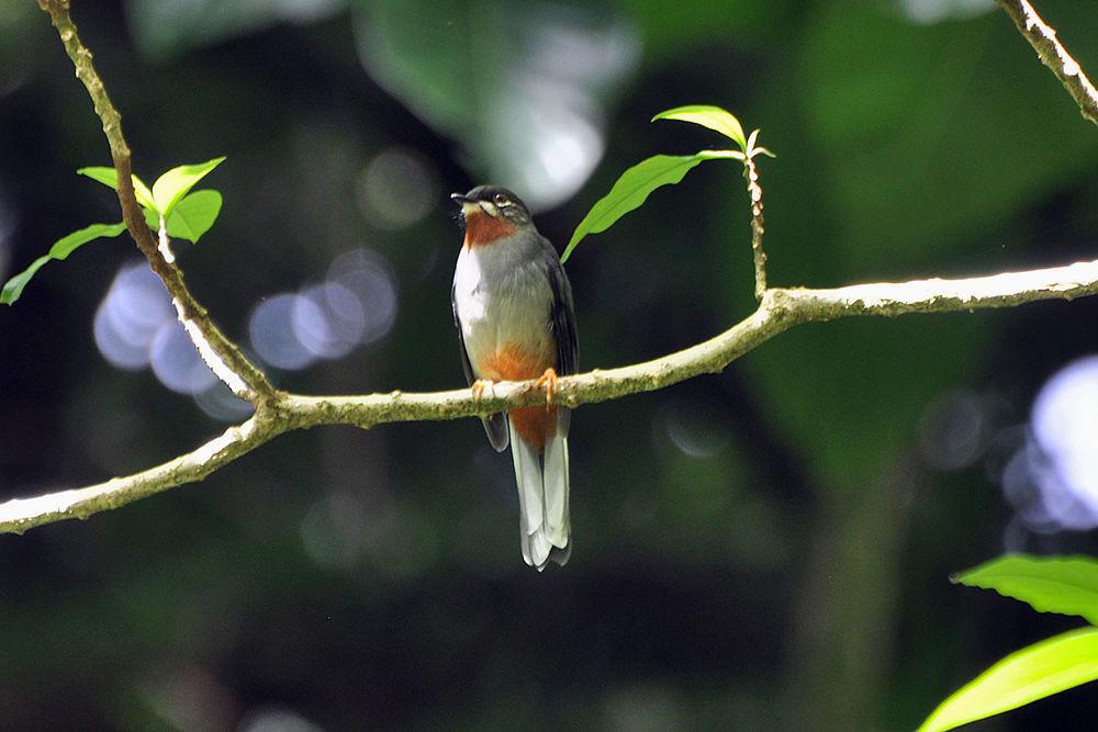 棕喉孤鸫 / Rufous-throated Solitaire / Myadestes genibarbis