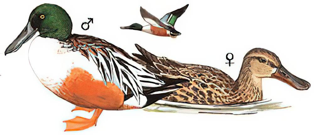 琵嘴鸭 / Northern Shoveler / Spatula clypeata