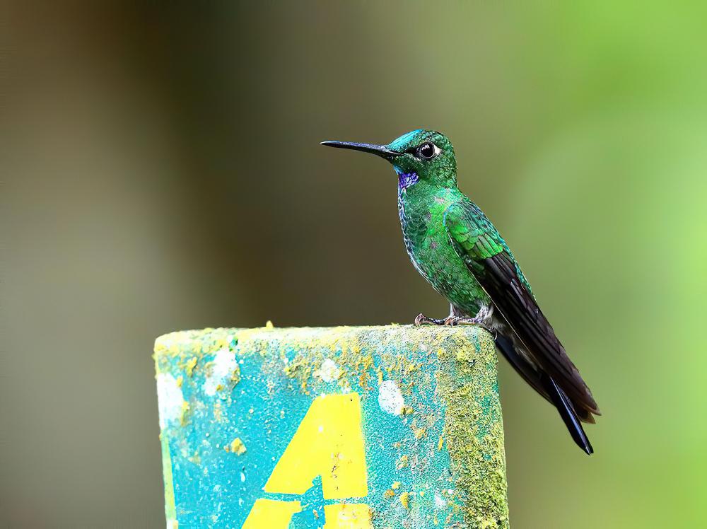 绿顶辉蜂鸟 / Green-crowned Brilliant / Heliodoxa jacula