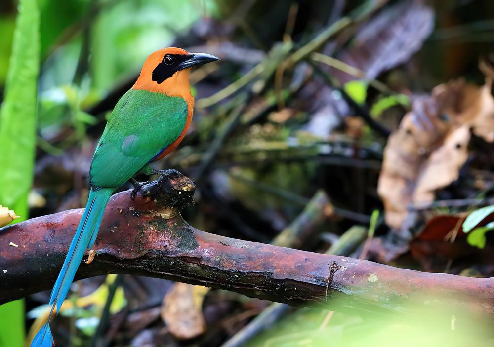 棕翠鴗 / Rufous Motmot / Baryphthengus martii