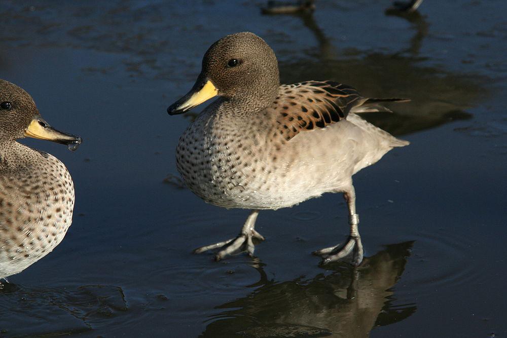 黄嘴鸭 / Yellow-billed Teal / Anas flavirostris