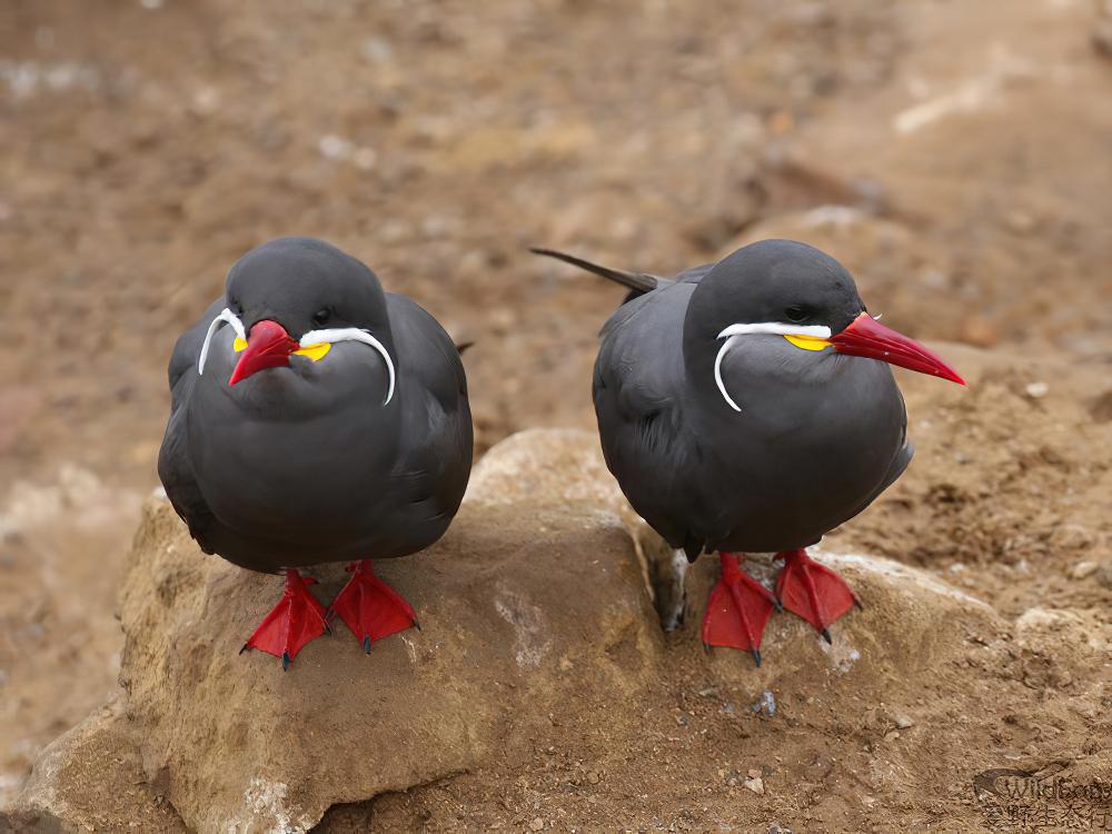 印加燕鸥 / Inca Tern / Larosterna inca