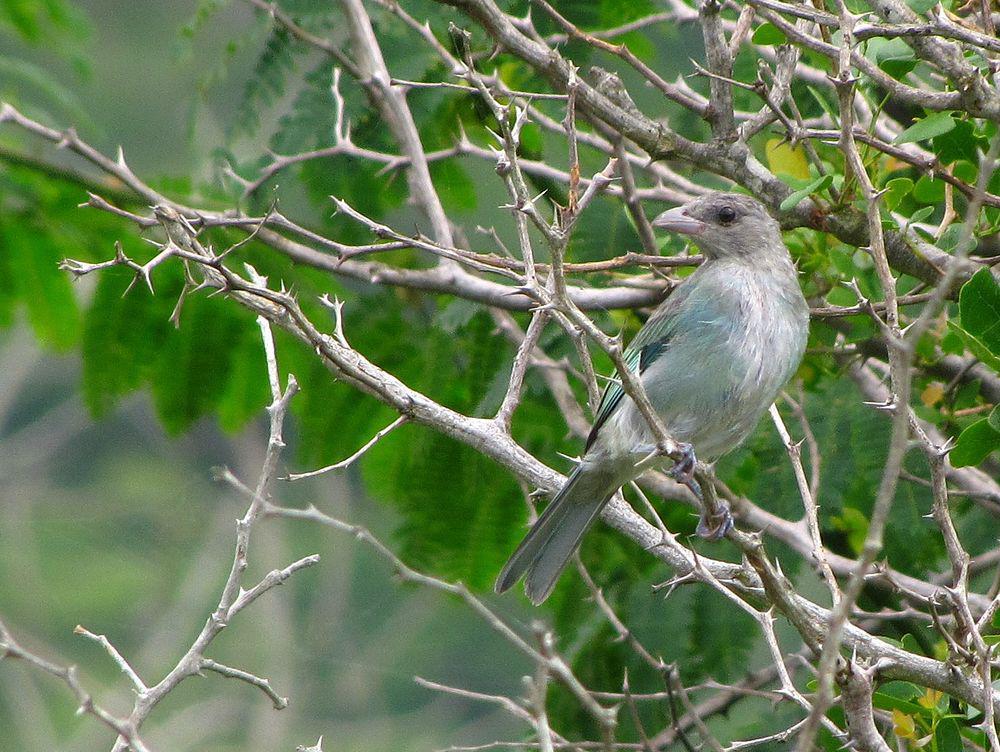 绿灰裸鼻雀 / Glaucous Tanager / Thraupis glaucocolpa