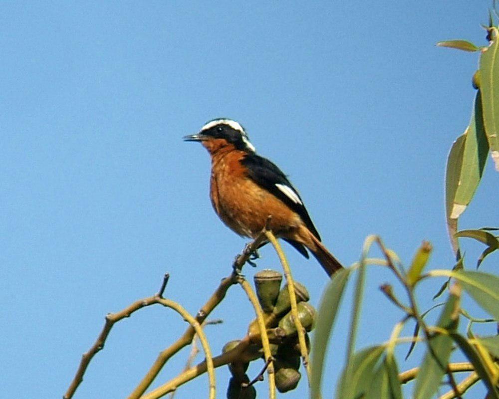 摩氏红尾鸲 / Moussier\'s Redstart / Phoenicurus moussieri