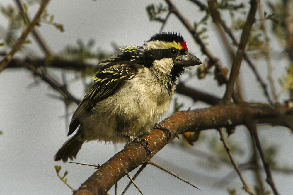 斑拟䴕 / Acacia Pied Barbet / Tricholaema leucomelas