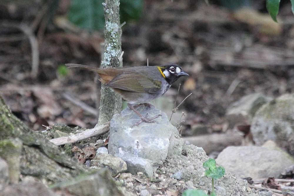 白耳地雀 / White-eared Ground Sparrow / Melozone leucotis