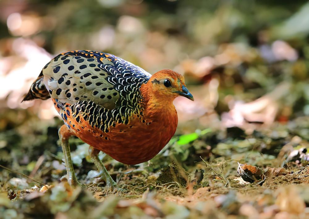 锈红林鹧鸪 / Ferruginous Partridge / Caloperdix oculeus