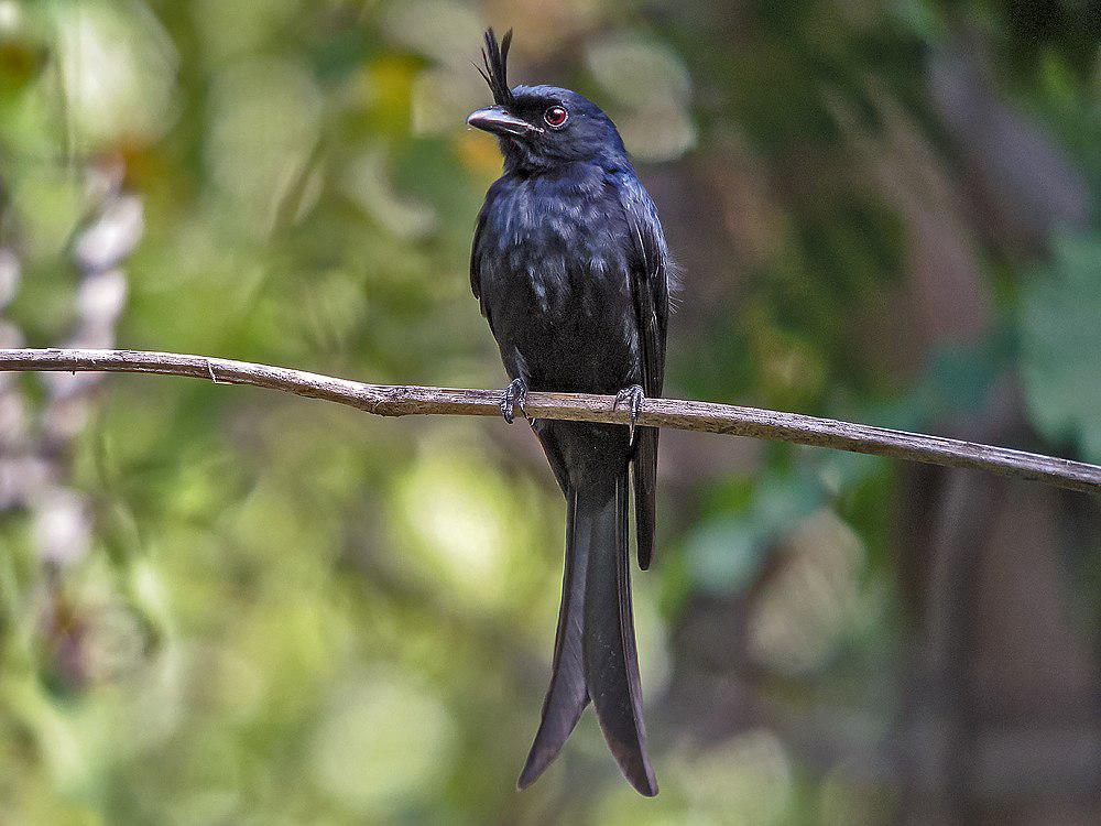 冠卷尾 / Crested Drongo / Dicrurus forficatus