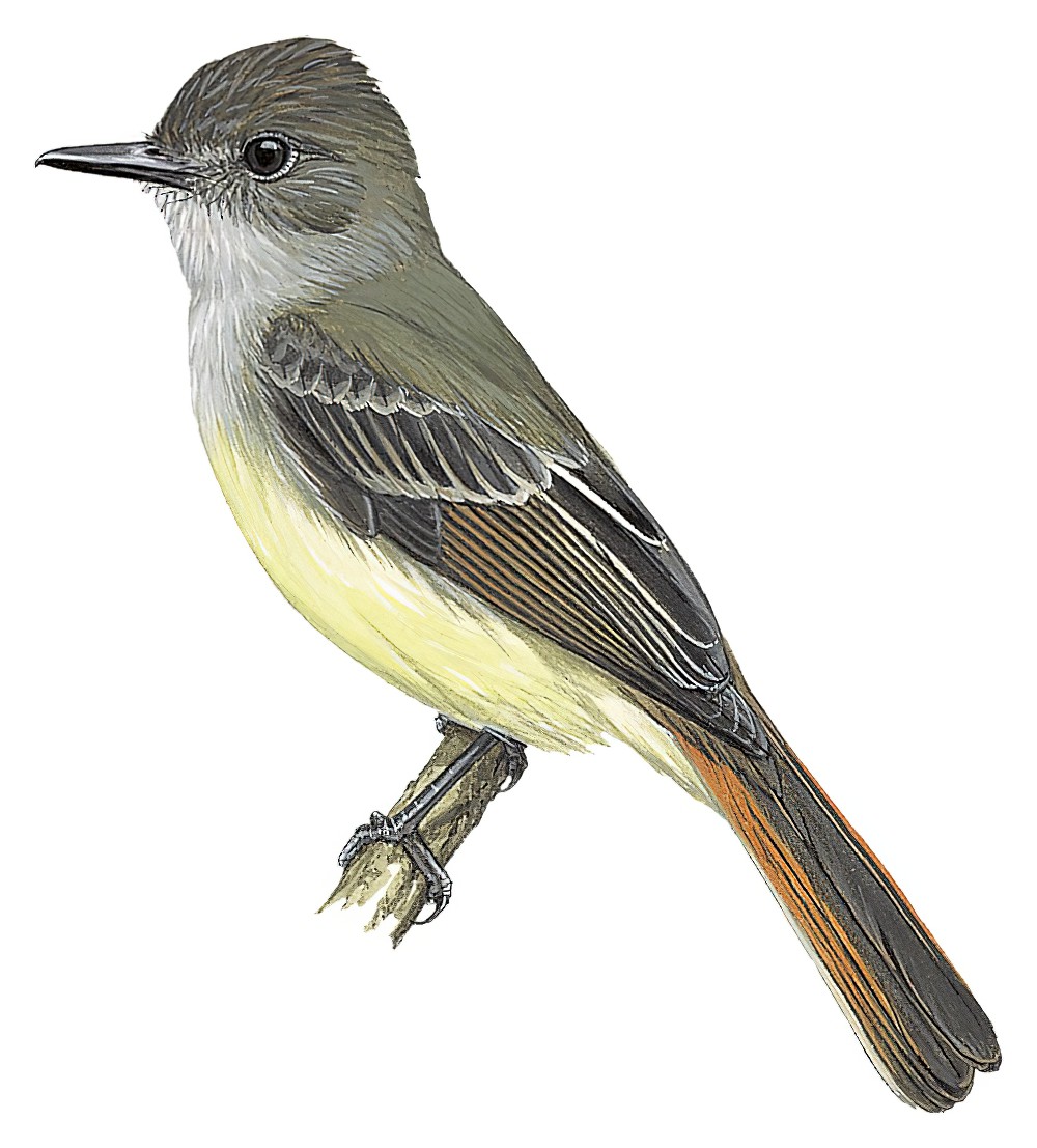 委内瑞拉蝇霸鹟 / Venezuelan Flycatcher / Myiarchus venezuelensis