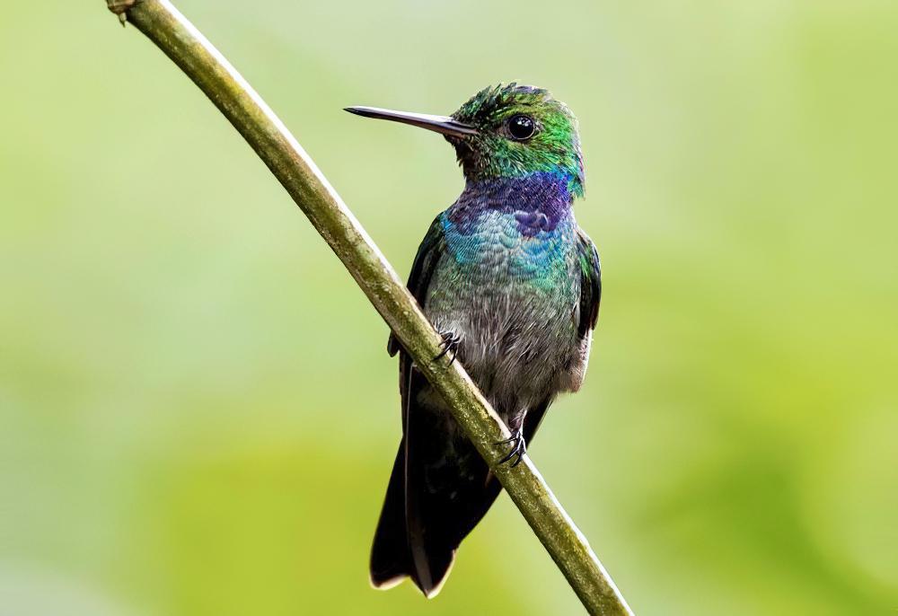 蓝胸蜂鸟 / Blue-chested Hummingbird / Polyerata amabilis