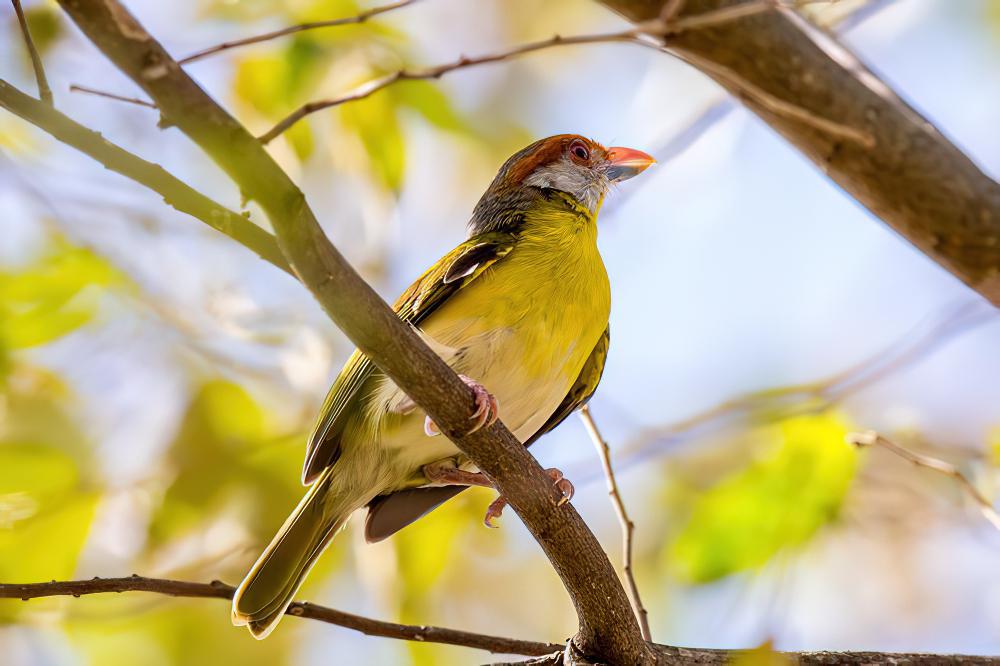 棕眉鵙雀 / Rufous-browed Peppershrike / Cyclarhis gujanensis