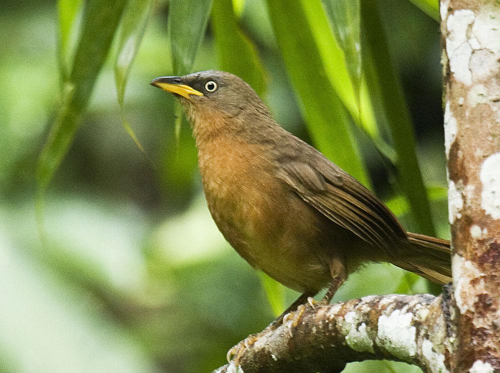 棕鸫鹛 / Rufous Babbler / Argya subrufa