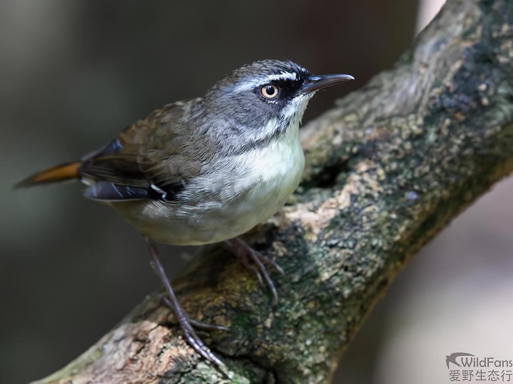 白眉丝刺莺 / White-browed Scrubwren / Sericornis frontalis