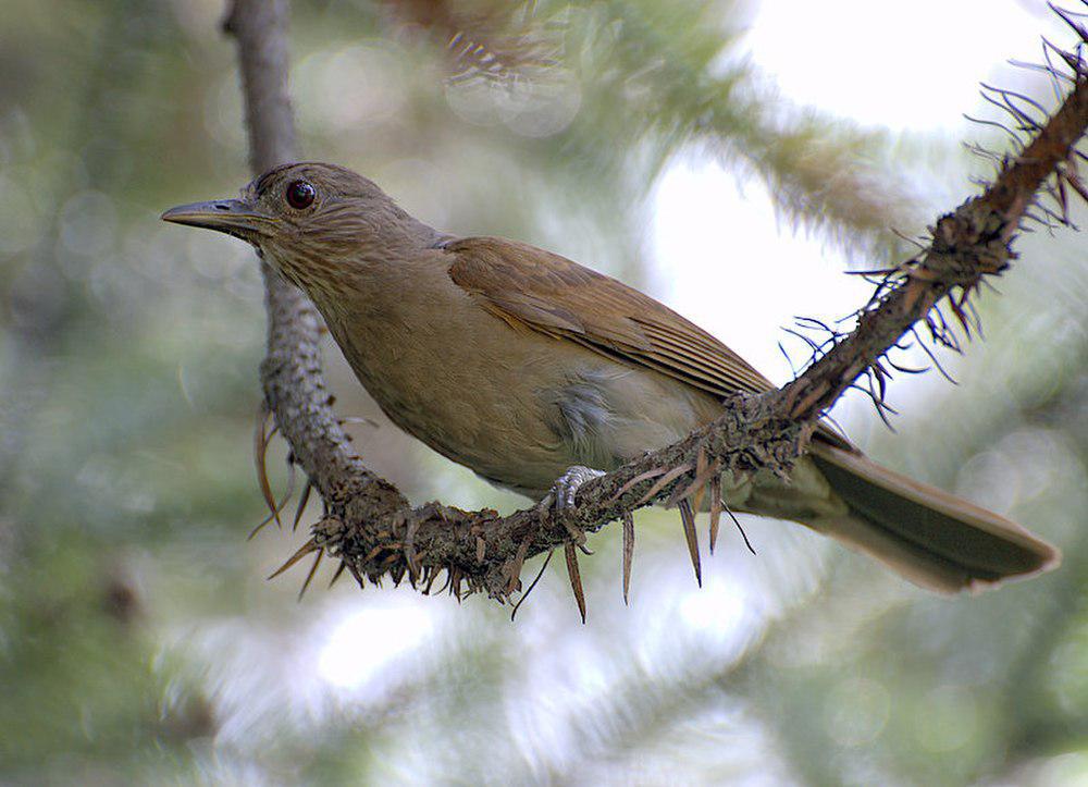 淡胸鸫 / Pale-breasted Thrush / Turdus leucomelas