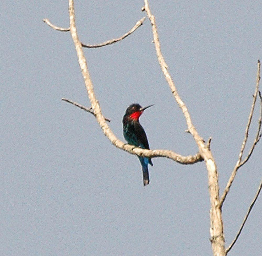 黑蜂虎 / Black Bee-eater / Merops gularis