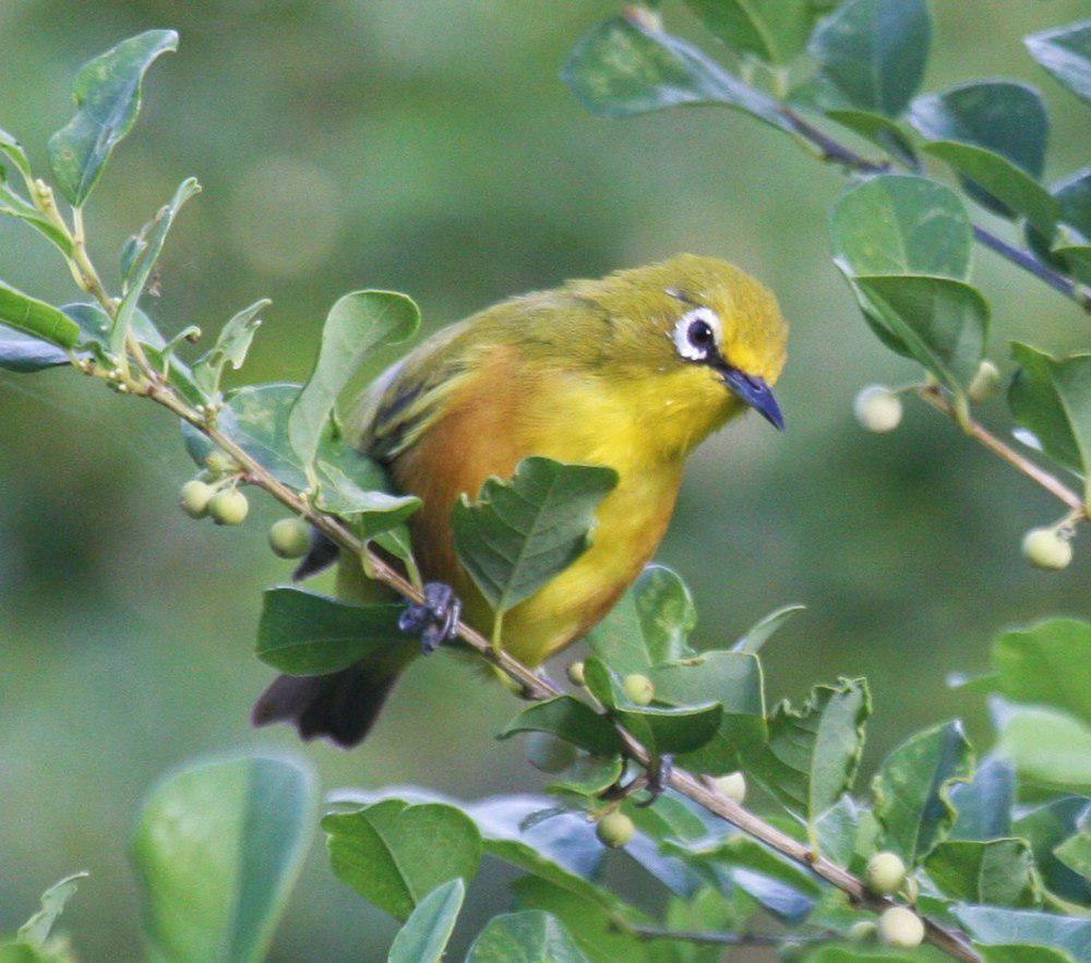 栗胁绣眼鸟 / Mayotte White-eye / Zosterops mayottensis